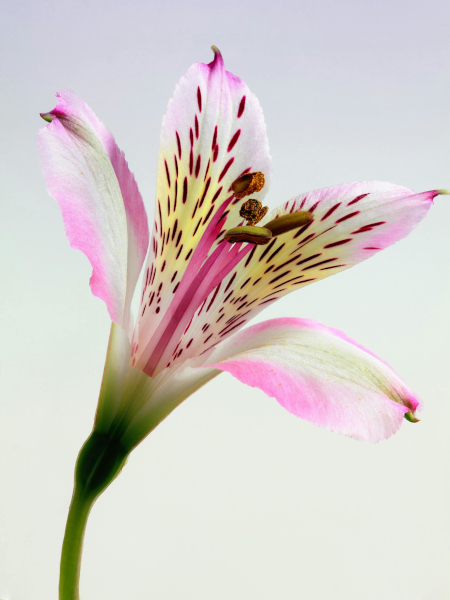 Image layer